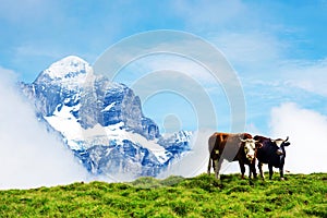 Fascinating landscape with cows in the mountains in the mist of clouds. Swiss Alps, Europe