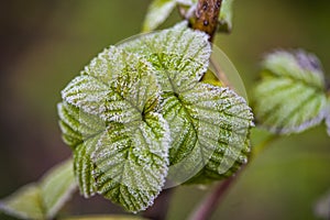 Fascinating macro shot of frozen green leaves in frost