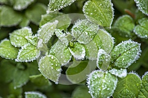Fascinating macro shot of frozen green leaves in frost