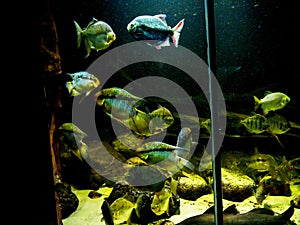 Fascinating Marine Creatures in an Aquarium in Berlin Germany