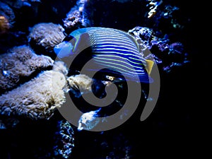 Fascinating Marine Creatures in an Aquarium in Berlin Germany