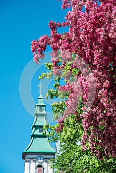Fascinating spring landscape with the flower of the paradise apple tree and the dome of the ancient church with a cross against