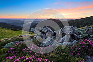 Fascinating sunrise. Scenery with high mountains. Pink rhododendrons among grey stones. Nice view for nature lovers.