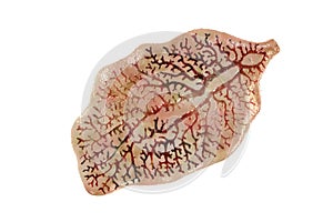 Fasciola hepatica, or liver fluke