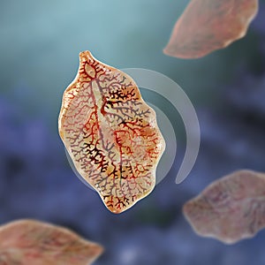 Fasciola hepatica, or liver fluke photo