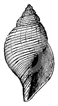 Fasciolario Gastropod, vintage illustration