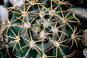 Fashion cactus green colored on in pots.