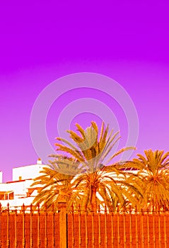 Fashion Canarian minimal surreal colours location and palm tree. Travel aesthetic stylish wallpaper