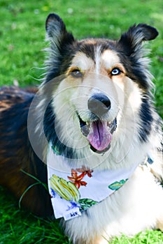 Fashion collie Dog