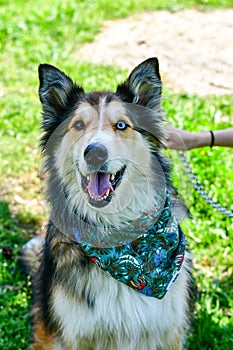 Fashion collie Dog