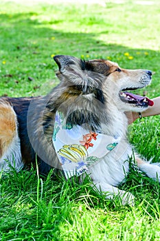 Fashion collie Dog