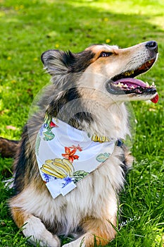 Fashion collie Dog