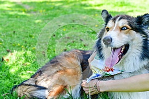 Fashion collie Dog