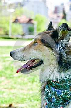 Fashion collie Dog