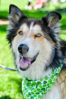 Fashion collie Dog