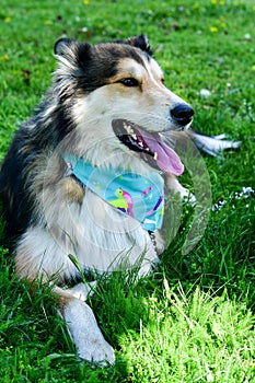 Fashion collie Dog