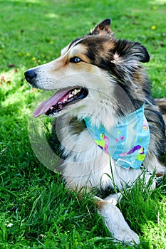 Fashion collie Dog