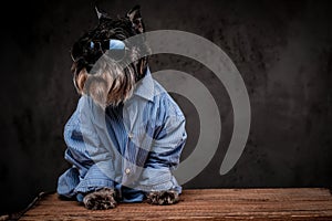 Fashion dog concept. Cute fashionable Scottish terrier wearing a blue shirt and sunglasses on a gray background.