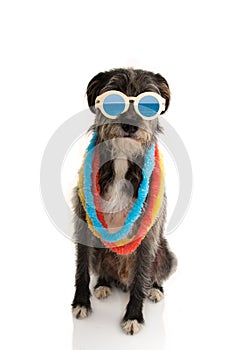 FASHION DOG READY FOR SUMMER VACATIONS HOLIDAYS AT THE BEACH WEARING VINTAGE SUNGLASSES AND HAWAII LEI. ISOLATED ON WHITE