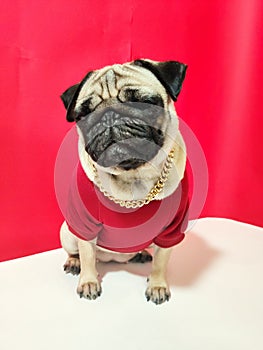 Fashion dog in red blouse