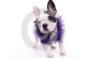 Fashion french bulldog puppy dog wearing purple furry jacket