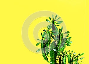 Fashion Green Cactus yellow background. Trendy tropical cacti plant close-up, creative Style.