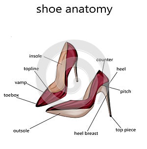 Fashion Illustration - Raster Illustration of the anatomy of a shoe