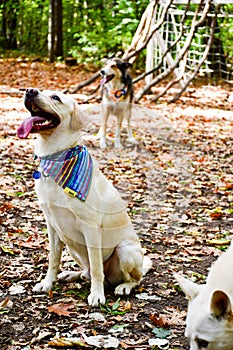 Fashion labrador Retriever breed