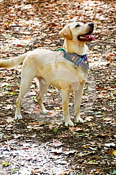 Fashion labrador Retriever breed