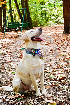 Fashion labrador Retriever breed