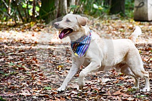 Fashion labrador Retriever breed