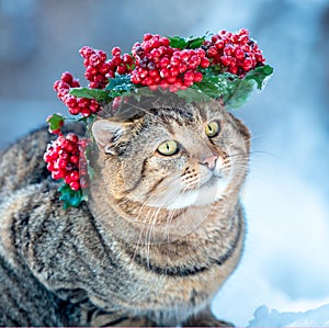 Fashion profile portrait of a cat wearing a Christmas wreath