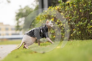 Fashion Sphinx hairless cat in a black leather jacket and a gold necklace walking in the grass in green garden