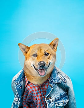 Fashion style dog in clothes Shiba Inu in jeans jacket and pink shirt