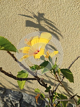 Fashion Stylish natural wallpaper. flowers and sunlight shadows. Minimalist aesthetic