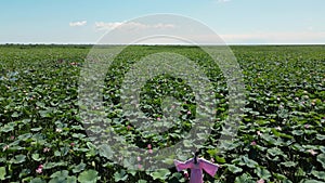 fashionable beautiful woman in a pink dress is lying on a boat in blooming lotuses in summer. drone point of view.