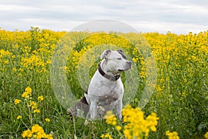 A fashionable black and white dog on a walk in a floral, yellow field.