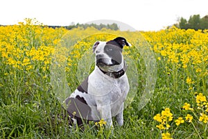 A fashionable black and white dog on a walk in a floral, yellow field.