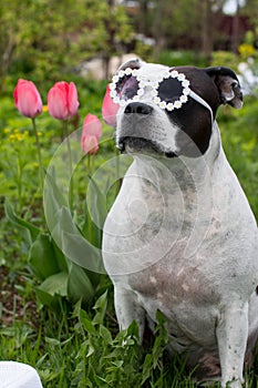 A fashionable black and white dog wearing sunglasses on a walk.