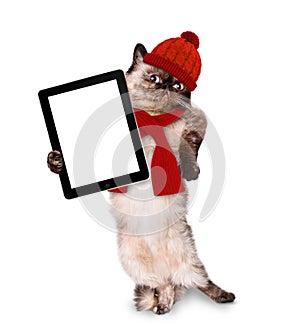 Fashionable cat holding a blank tablet.