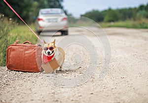 Fashionable Corgi dog sits on the road with a suitcase and a sign around his neck waiting for a passing car