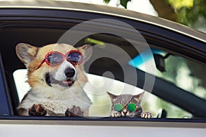 Fashionable and funny dog â€‹â€‹and cat in sunglasses leaned out of the car window during a vacation trip