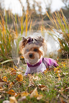 fashionable little dog Yorkshire Terrier in clothes on a walk in the autumn Park on the background of water.