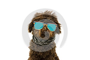 Fashionable pooddle dog wearing glasses and scarf. Isolated on white background