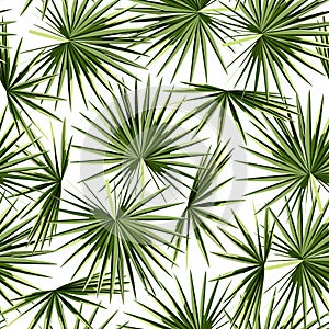 Fashionable seamless tropical pattern with green tropical fan palm leaves on a white background.