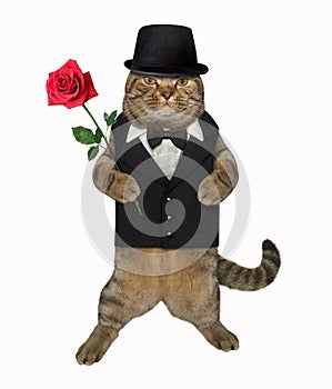 Cat gentleman with a red rose 2