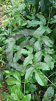 Fasion fruits plant in sri lanka.