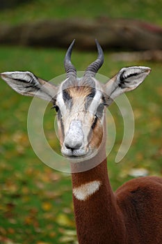 Fast alert antilope gazelle