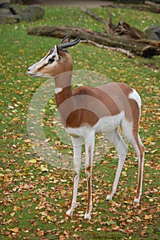 Fast alert antilope gazelle photo