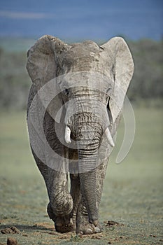 Fast Approaching Elephant